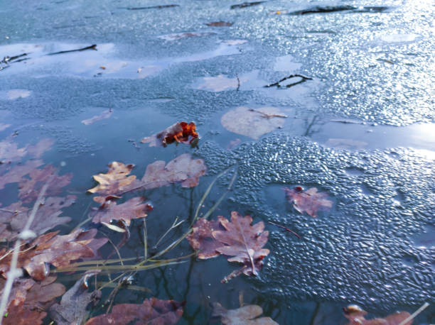 Spring melted ice on the river with fallen leaves of trees.