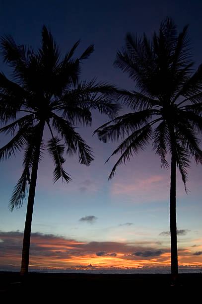 Palm TRAMONTO - foto stock