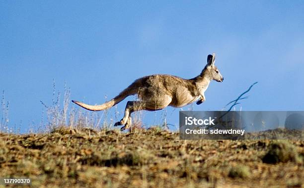 Kangaroo Jumping Stock Photo - Download Image Now - Kangaroo, Farm, Activity