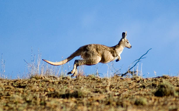 A saltar Kangaroo - foto de acervo
