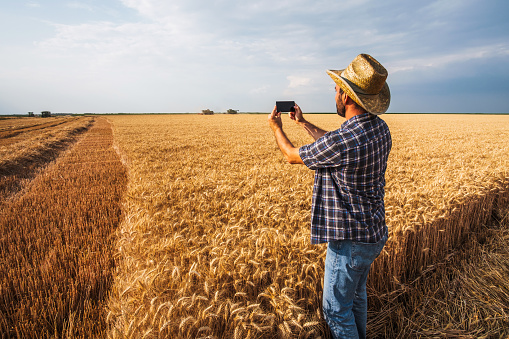 Happy farmer is photographing his wheat field while harvesting is taking place.