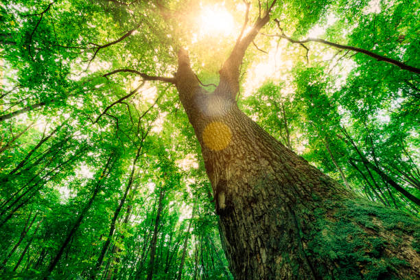 istock a spring forest trees. nature green wood sunlight backgrounds. 1371907078