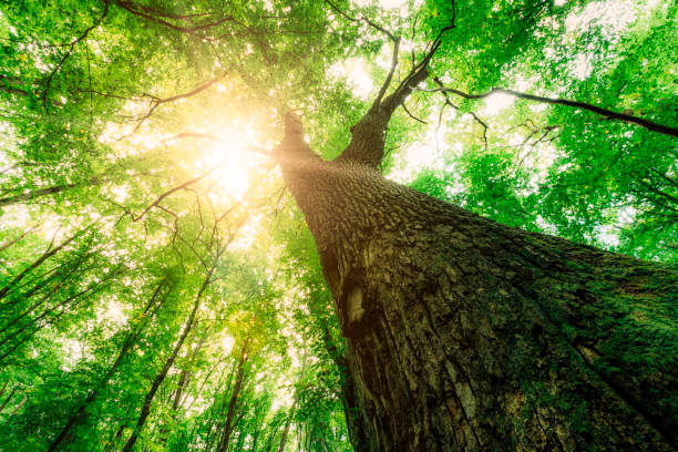 istock a spring forest trees. nature green wood sunlight backgrounds. 1371907120