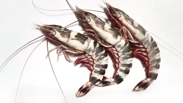 istock Giant Tiger Prawn on white background. 1371907305