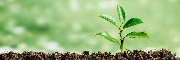 istock Green seedling growing on the ground in the rain 1371907508