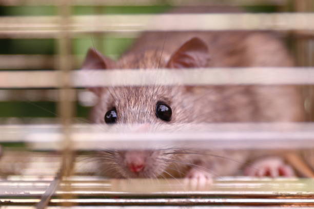 WILD RAT CAUGHT IN A CAGE