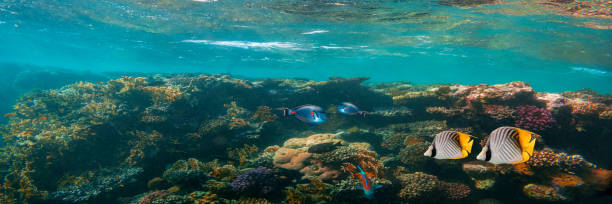 istock panorama underwater coral reef on the red sea 1371908043