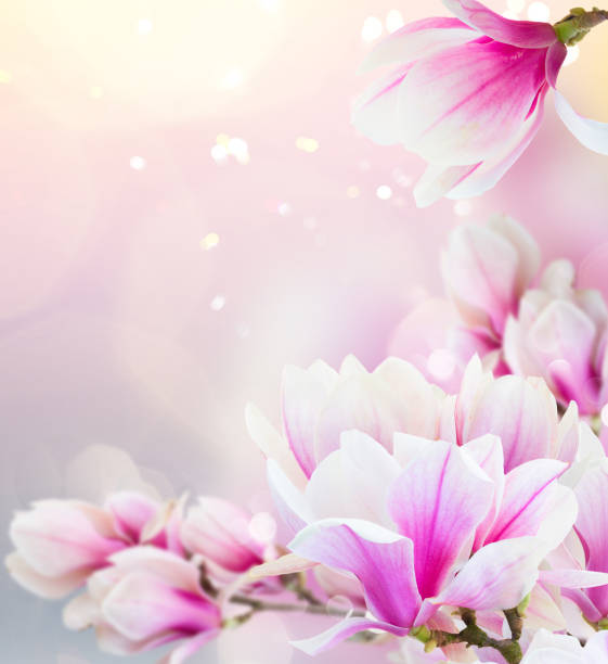 istock Blossoming pink magnolia Flowers 1371909482
