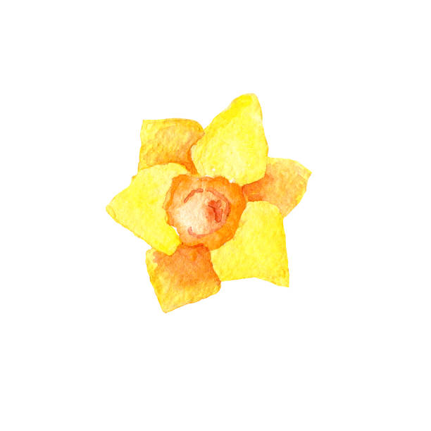 istock Yellow daffodil flower isolated on white. Hand drawing watercolor illustration. Beautiful bud for print or spring design. 1371909499