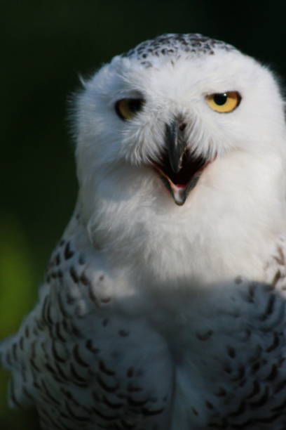 istock eagle - animal - wildlife 1371909733