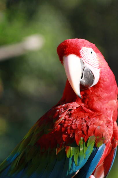 istock parrots - nature - birds - wildlife 1371909749