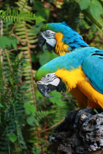 istock parrots - nature - birds - wildlife 1371909752