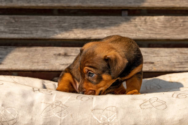 istock One month old brown Jack Russell puppy 1371909848