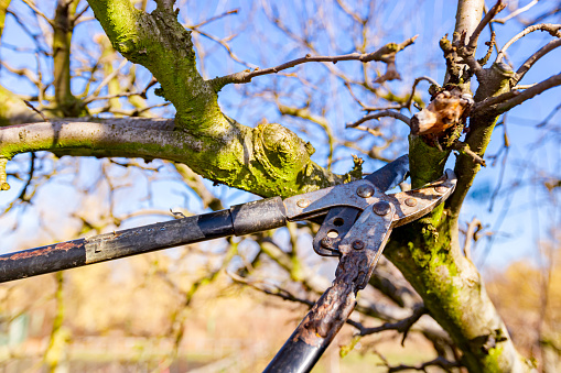 Mechanism and blade of long loppers as pruning branches of fruit trees in orchard at early springtime.