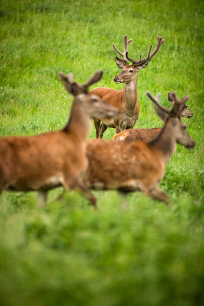 istock Fallow deer wild ruminant mammal on pasture in summer 1371911020