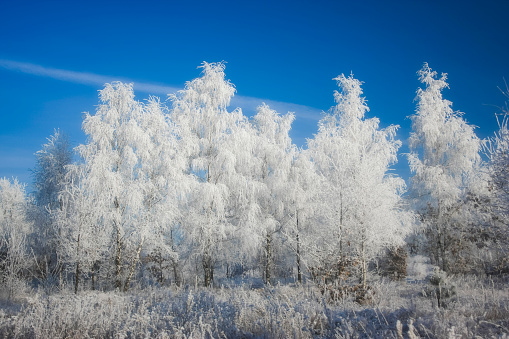 Idyllic winter scene in prairies - field cowered with white snow, row of trees with hoarfrost and a blue sky.