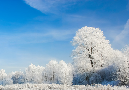 Snow-covered tree branches against the blue sky. Trees are covered with snow and hoarfrost against the blue sky. Nature background. Tree branches covered with white frost.