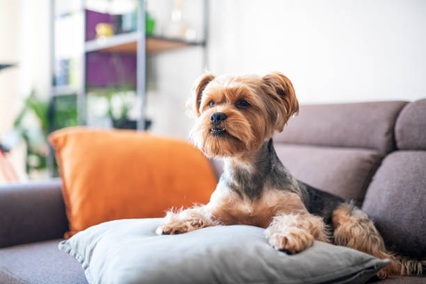 istock Portrait of adorable Yorkshire terrier. 1371913193