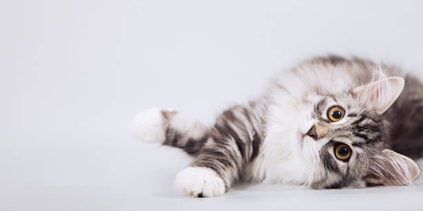 Siberian kittens on grey background