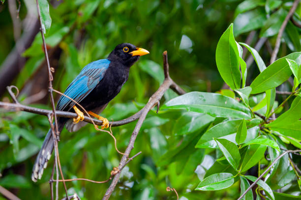 The Yucatan jay. Birds of the Yucatan Peninsula. The Yucatan jay (Cyanocorax yucatanicus) is a species of bird in the family Corvidae. jay stock pictures, royalty-free photos & images