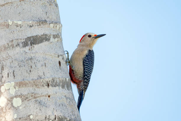 istock Woodpecker bird on a palm tree in Mexico 1371914862