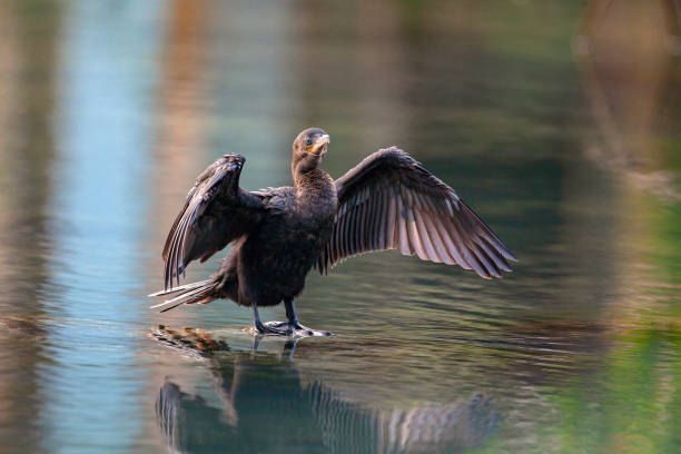 istock Cormorant on the river dries its wings. 1371914893