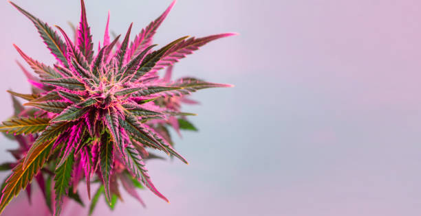 modernes banner mit marihuana. draufsicht auf eine lila rosa cannabispflanze. blühende cannabisknospe makro. - flower purple macro bud stock-fotos und bilder