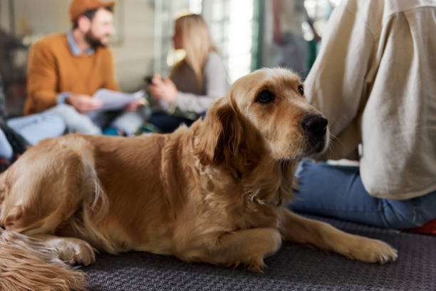 istock Golden retriever relaxing on a carpet. 1371918090