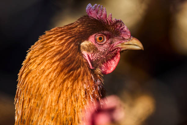 istock close up with a chicken head on a small farm. 1371918267
