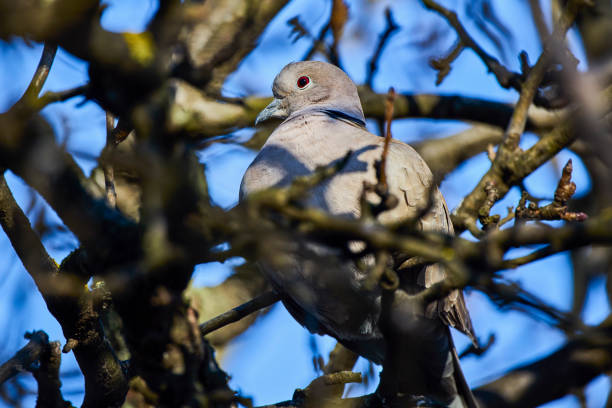 Turtledoves in symmetry