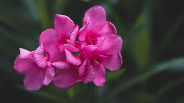 istock Beautiful Nerium pink flowers blossoms 1371919007