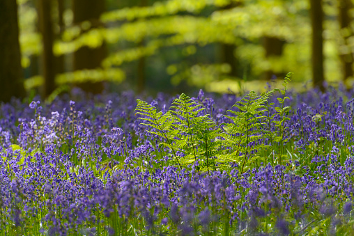 Bluebell flowers and fern plants on the forest floor in a Beech tree forest during a springtime morning in the Hallerbos woodland in Belgium.