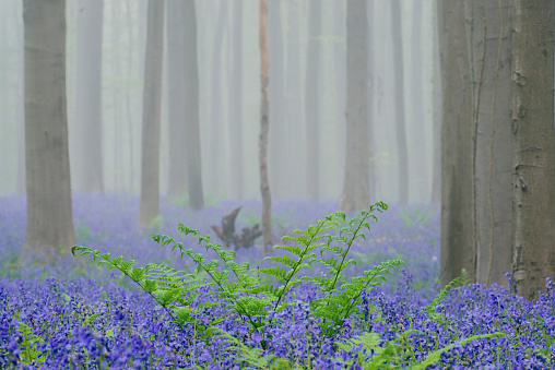 Bluebell flowers in a Beech tree forest  during a misty springtime morning in the Hallerbos woodland in Belgium.