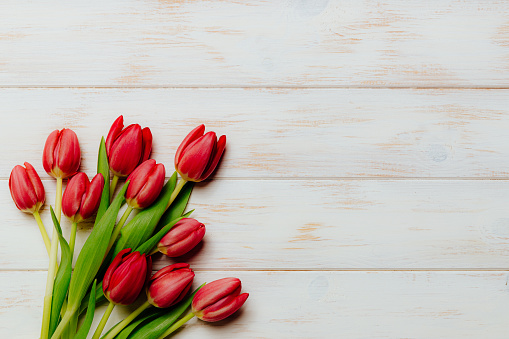 Red tulips on a white wooden background.