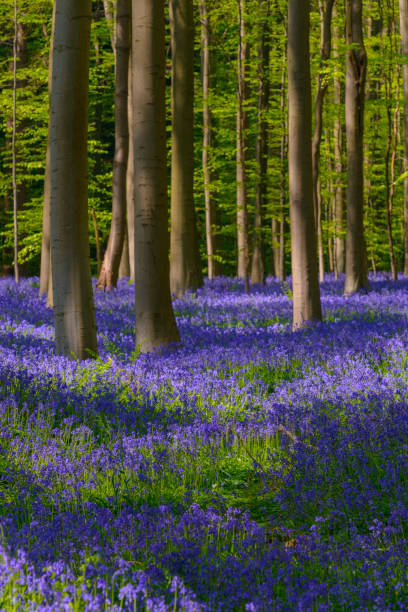 istock Bluebell flowers in a Beech tree forest during a sunny springtime morning 1371919399