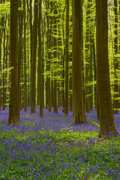 istock Bluebell flowers in a Beech tree forest during a sunny springtime morning 1371919581