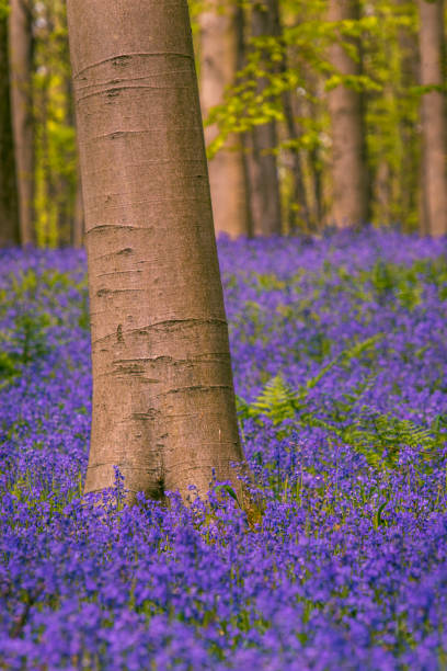 istock Bluebell flowers and fern plants in a Beech tree forest during a springtime morning 1371919620