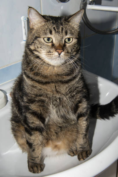 istock European Shorthair Cat 1371919650