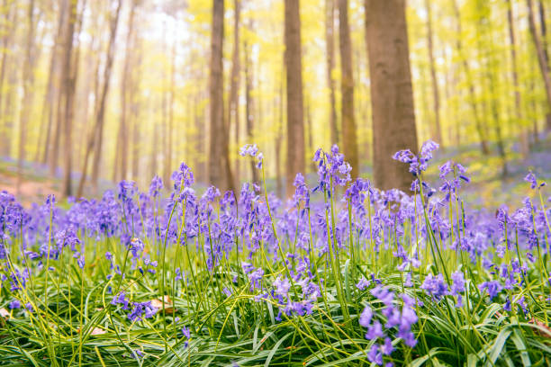 Bluebell flowers in a Beech tree forest during a springtime morning in the Hallerbos woodland in Belgium.