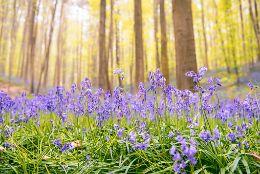 Buebell Wood (Hyacinthoides non-scripta) in a wood in England