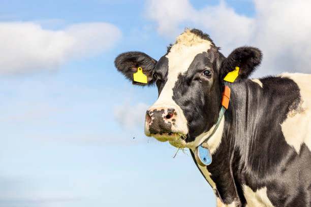 istock Cow looking at right side, head around the corner, a blue sky, looking at camera, black and white 1371920409