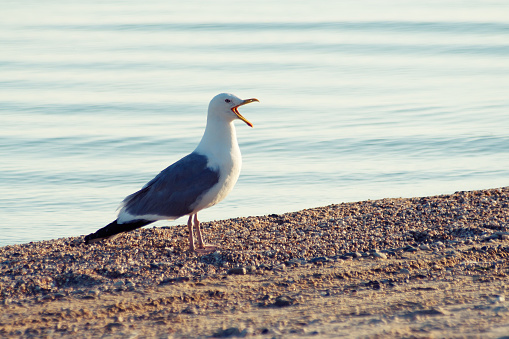 Black-Headed Gull Bird Floating On Water\n\nPlease view my portfolio for other wildlife photos.