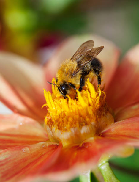 istock Honey bee (Apis mellifera) on dahlia flower 1371920827