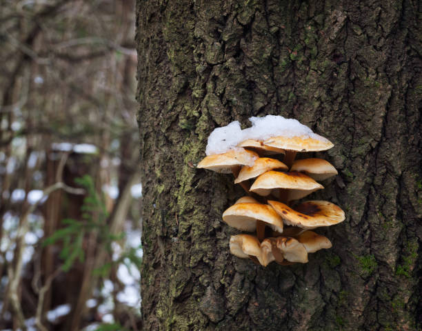 istock Velvet foot (Flammulina velutipes) 1371920840