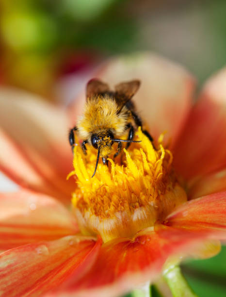 istock Honey bee (Apis mellifera) on dahlia flower 1371920842