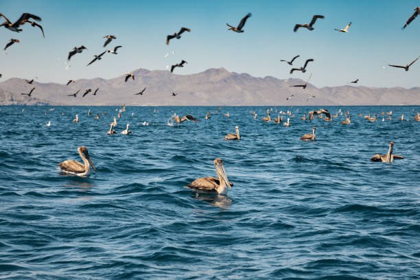 istock Flock of brown pelicans 1371921176