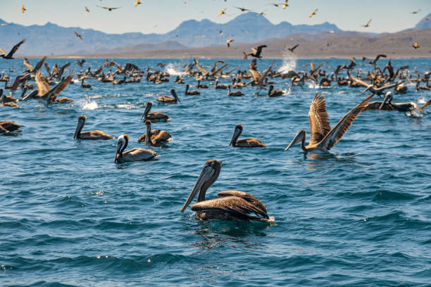 istock Flock of brown pelicans 1371921733