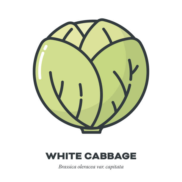 White cabbage icon, filled outline style vector White cabbage vegetable icon, outline with color fill style vector illustration white cabbage stock illustrations