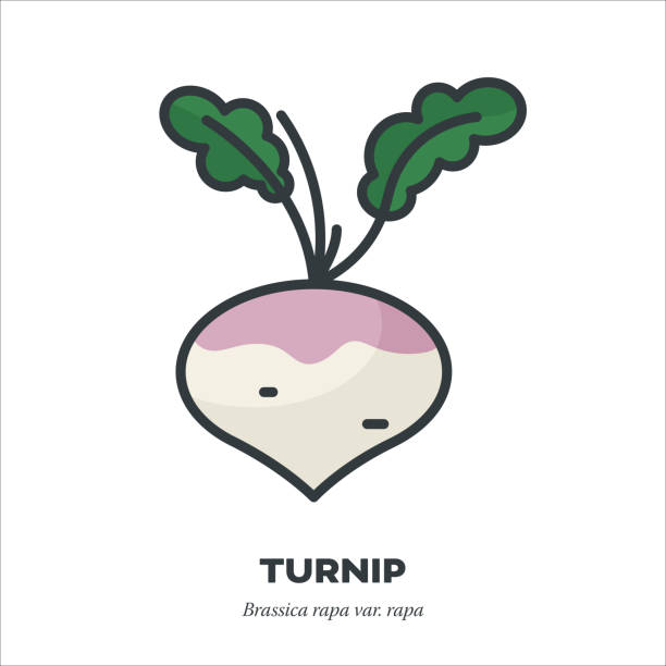 ilustrações, clipart, desenhos animados e ícones de ícone da linha vetorial vegetal raiz da nabo - turnip