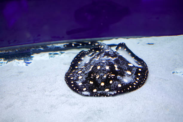 istock tropical fish in the aquarium 1371922043